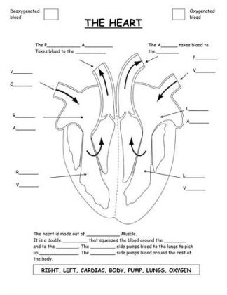 Unlabelled heart diagram