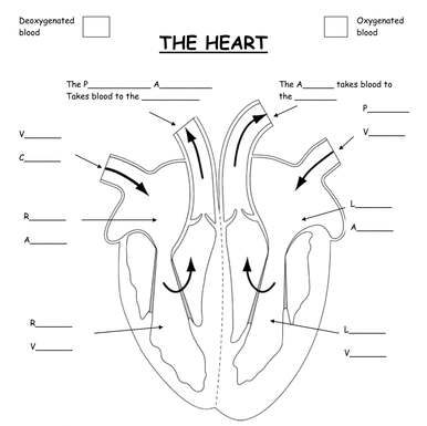 Unlabelled heart diagram | Healthiack