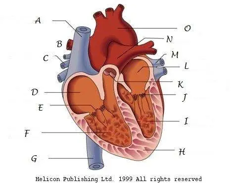 Unlabelled heart diagram