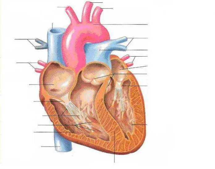Unlabelled heart diagram