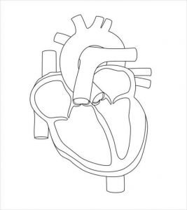 Unlabelled heart diagram