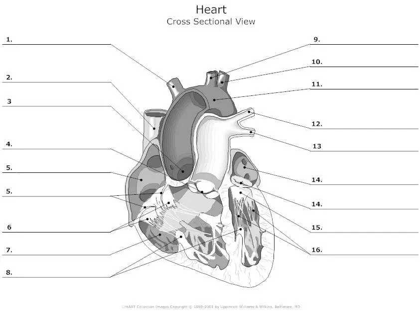 Unlabelled heart diagram | Healthiack