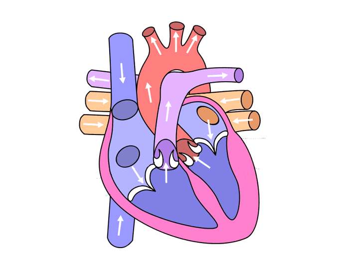 50 Unlabeled Diagram Of Heart Gif Diagramxyz