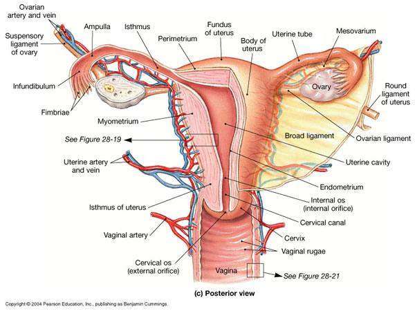 Uterus diagram