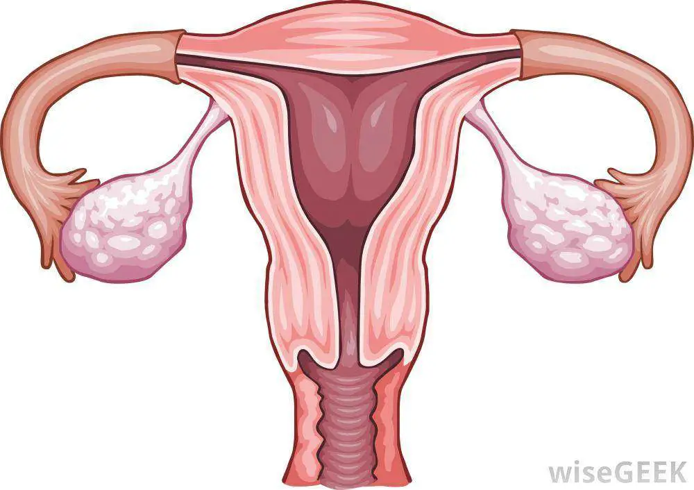 Uterus diagram | Healthiack