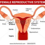 Uterus diagram