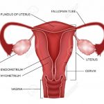 Uterus diagram