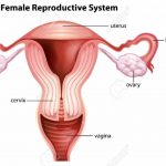 Uterus diagram