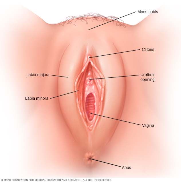 Vagina Diagram  Healthiack-6211