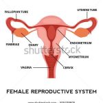 Vagina diagram