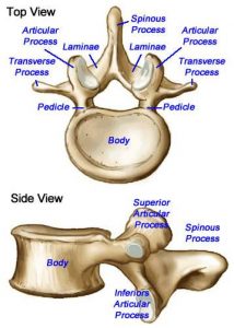 first and second vertebrae