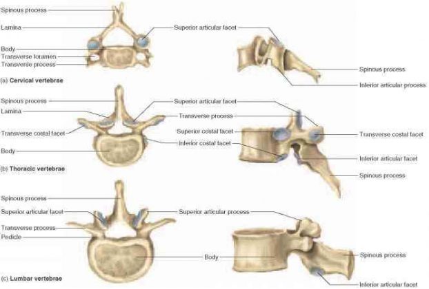 Vertebrae diagram