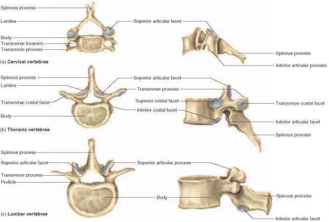 Vertebrae diagram | Healthiack