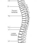 Vertebrae diagram