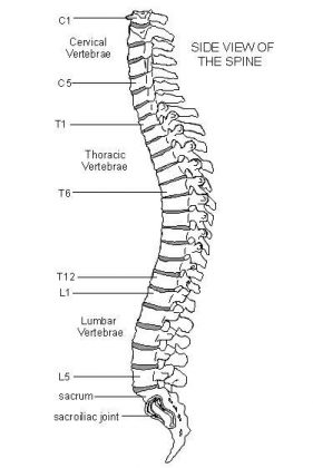 Vertebrae diagram