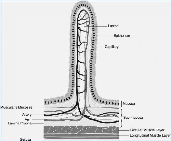 Villi Diagram