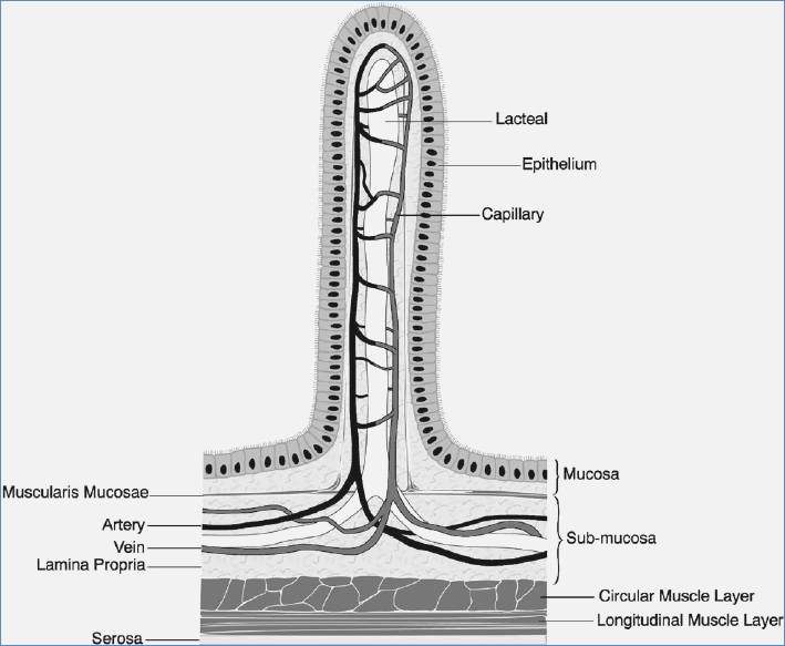 Villi Diagram Healthiack