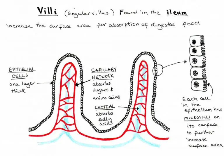 Villi diagram