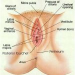 Vulva diagram