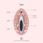 Vulva diagram