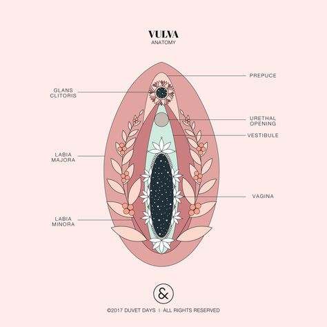Vulva Diagram Vulva Diagram