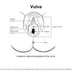 Vulva diagram