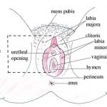 Vulva diagram