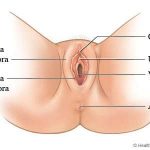 Vulva diagram