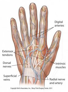 Wrist diagram