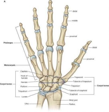 Wrist diagram