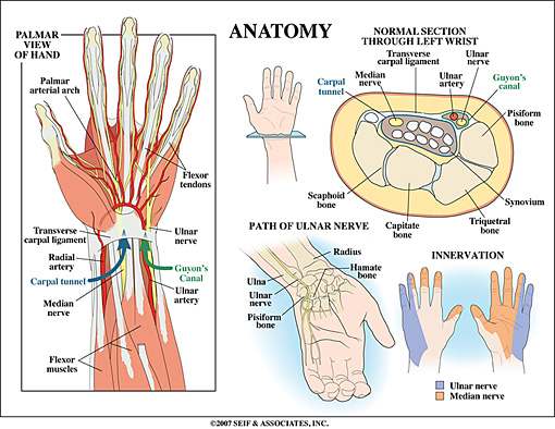 Wrist diagram
