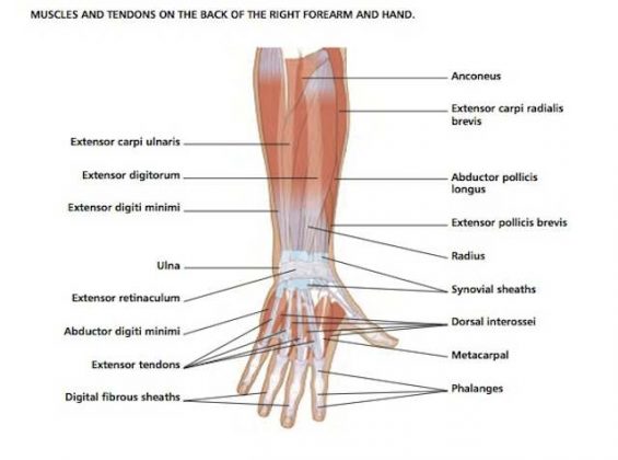 Wrist diagram Biology Diagrams