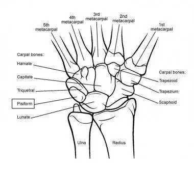 Wrist diagram