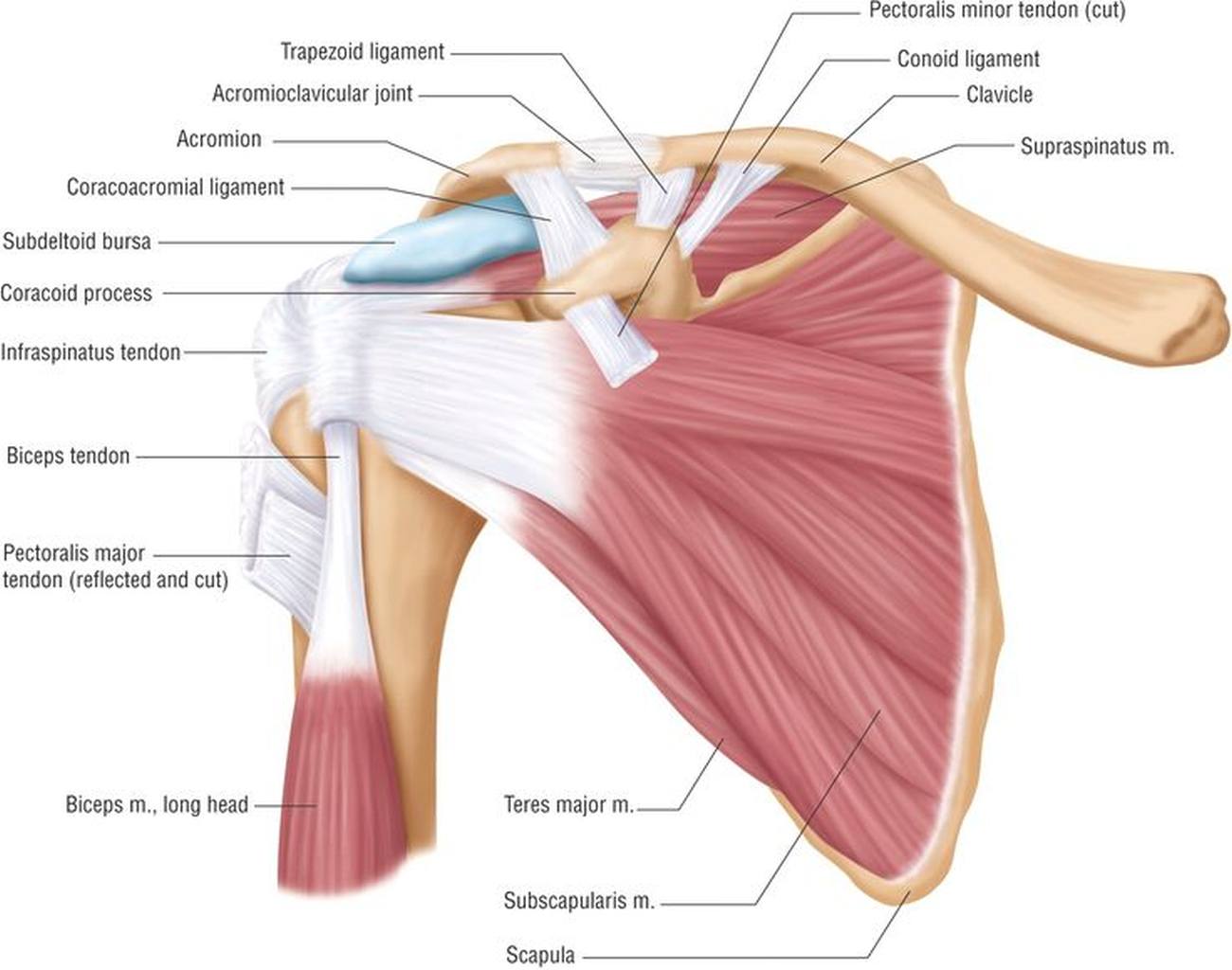 cure for rotator cuff pain