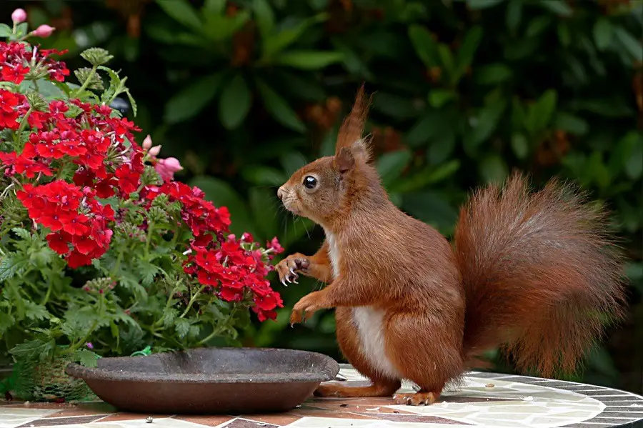 animal-outdoor-squirrel