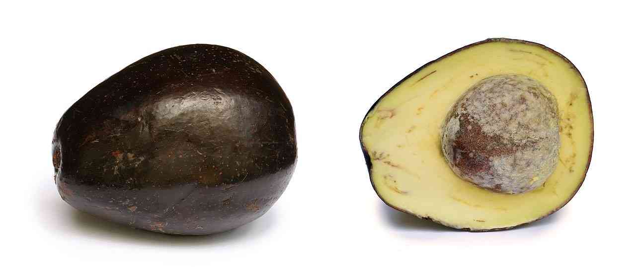 avocado