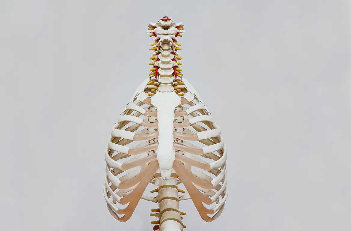 bones-health-skeleton