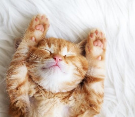 cat sleeping