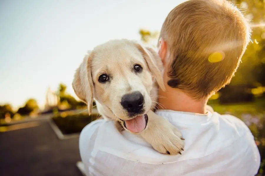 dog-adorable