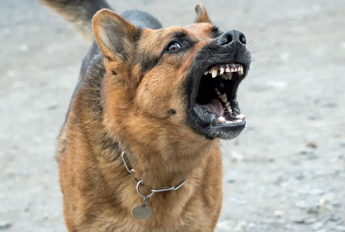 dog-bark-agressive