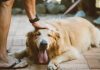 How to Fit Your Dog’s Needs Into Your Lifestyle Naturally