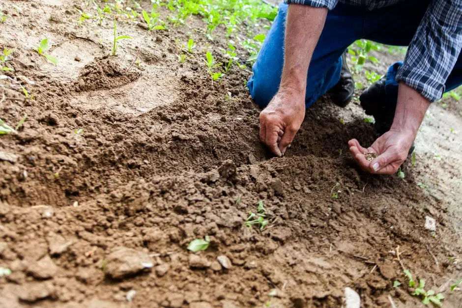 gardening