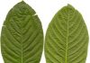 How to Decide on The Best Kratom For Energy and Focus?