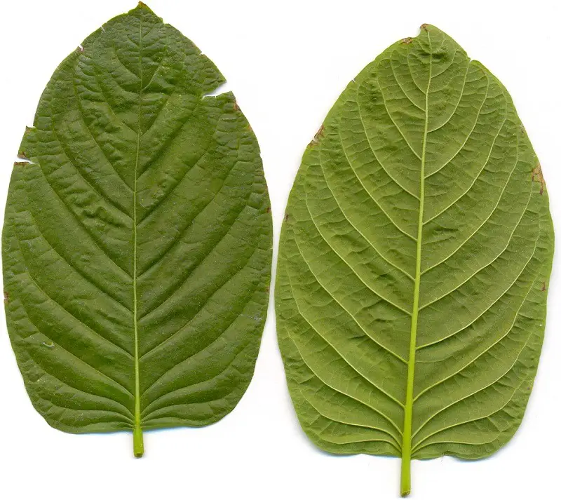 kratom-leaves