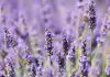 Lavender Oil For Aromatherapy – Pure Essence Of Bliss!