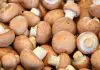 The Truth About Medicinal Mushrooms Supplements