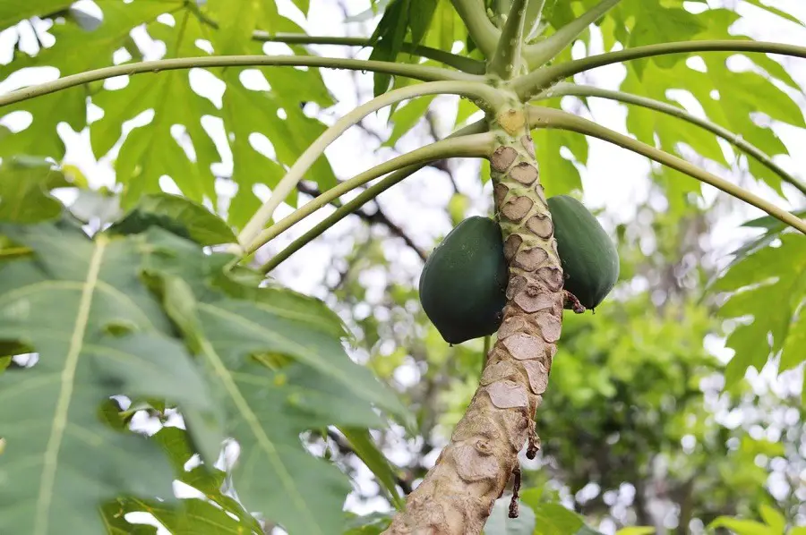 papaya-tree2