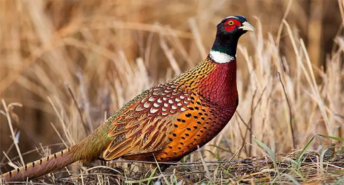 How To Cook Pheasant Perfectly In Two Simple Ways