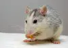 Diseases Caused by Rats
