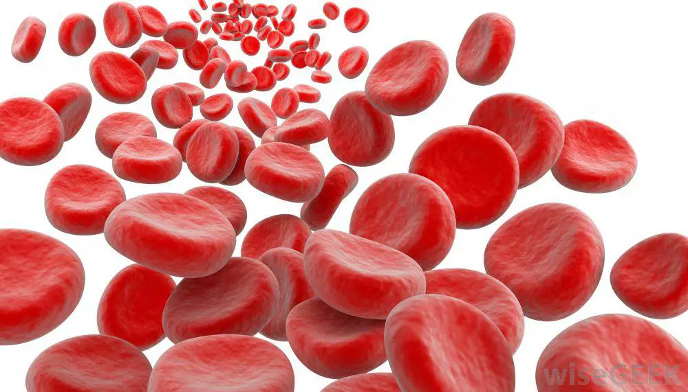 red-blood-cells